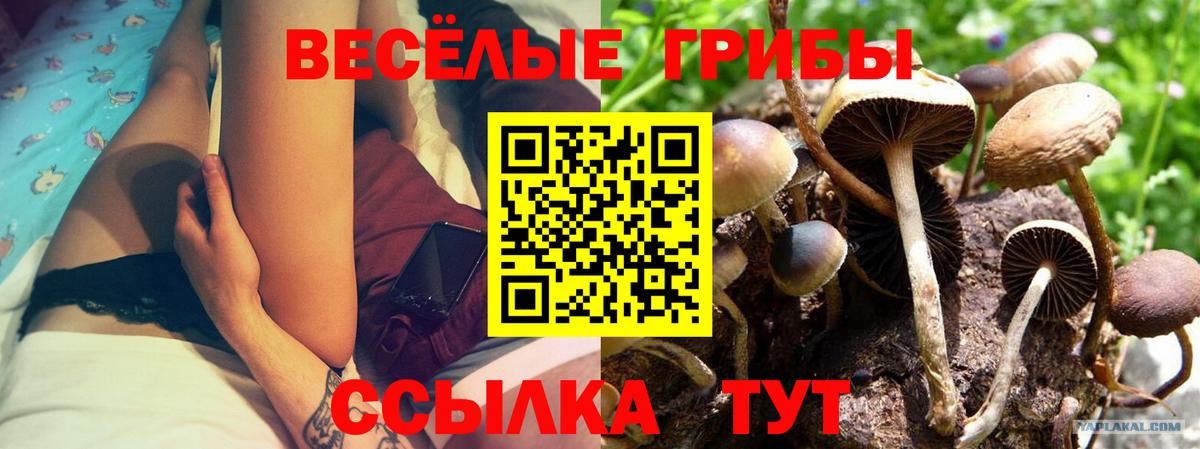 Галлюциногенные грибы Psilocybe Котлас